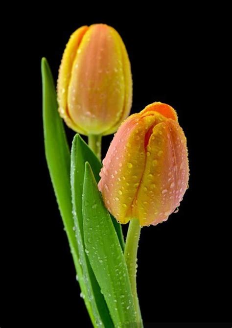 tulipan holandes